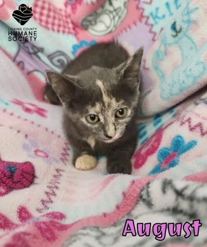 A baby small-sized female Domestic Short Hair cat named August for adoption in Heath, OH
