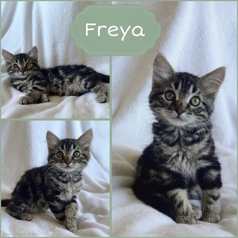 A baby medium-sized female Tabby (Gray / Blue / Silver) Tabby cat named Freya for adoption in Oakley, CA