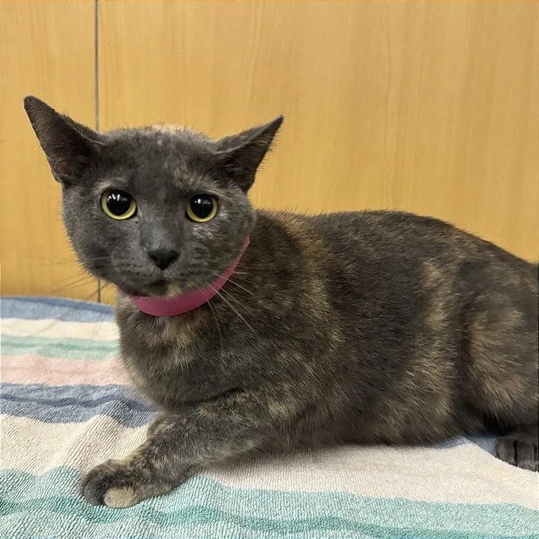 An adult large-sized female Tortoiseshell Domestic Short Hair cat named Raven for adoption in Saint Louis, MO