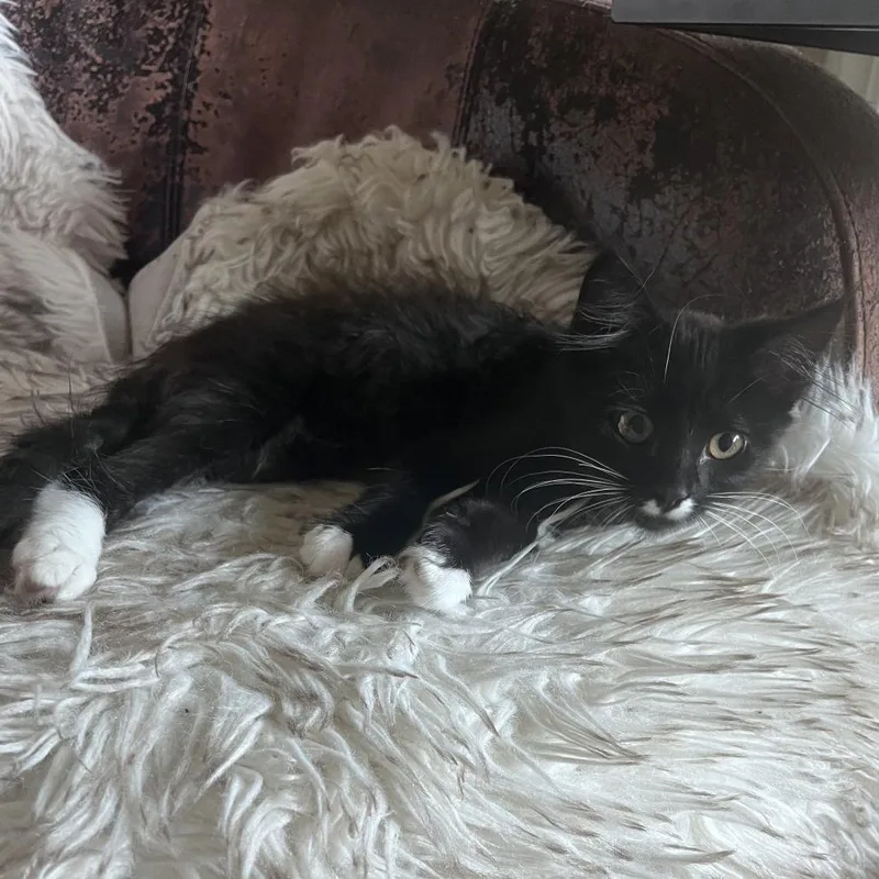 A baby small-sized female Black Domestic Medium Hair cat named Allie for adoption in Pleasanton, CA
