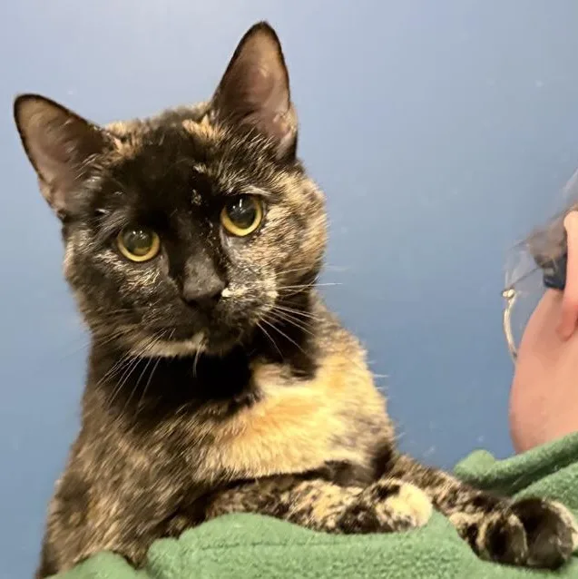 An adult medium-sized female Tortoiseshell Domestic Short Hair cat named Meowly Cyrus for adoption in Columbus, IN