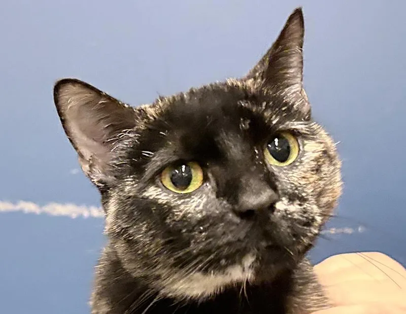 Meowly Cyrus thumbnail 2