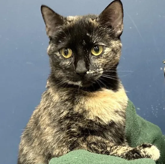 Meowly Cyrus thumbnail 3