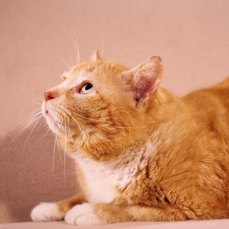 An adult large-sized male Orange / Red Domestic Short Hair cat named Maynard for adoption in Chaska, MN