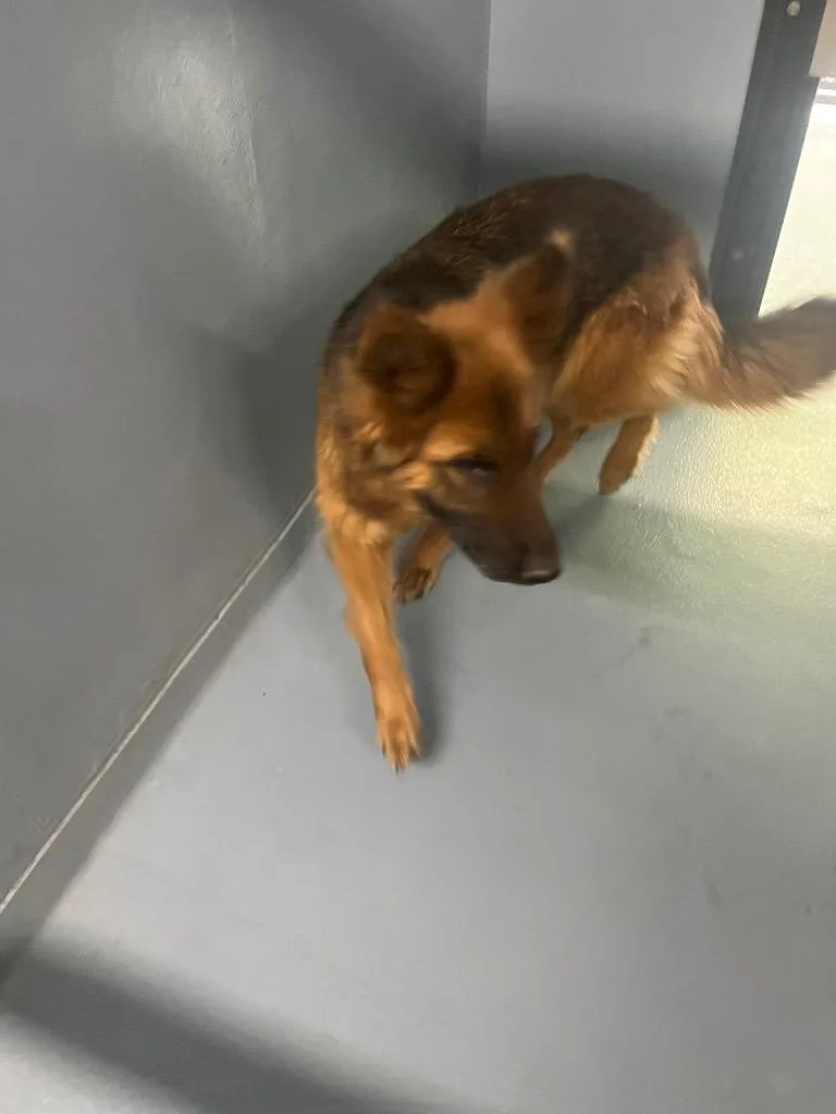 A young large-sized female German Shepherd Dog dog named Penelope for adoption in Cartersville , GA