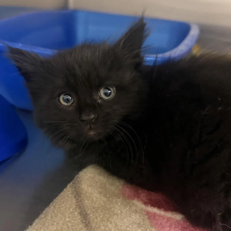 A baby small-sized male Black American Shorthair cat named Windsor for adoption in Cody, WY