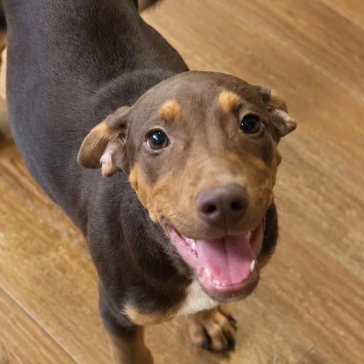 A young medium-sized male Doberman Pinscher dog named Enzo β The Sweetest for adoption in Houston, TX