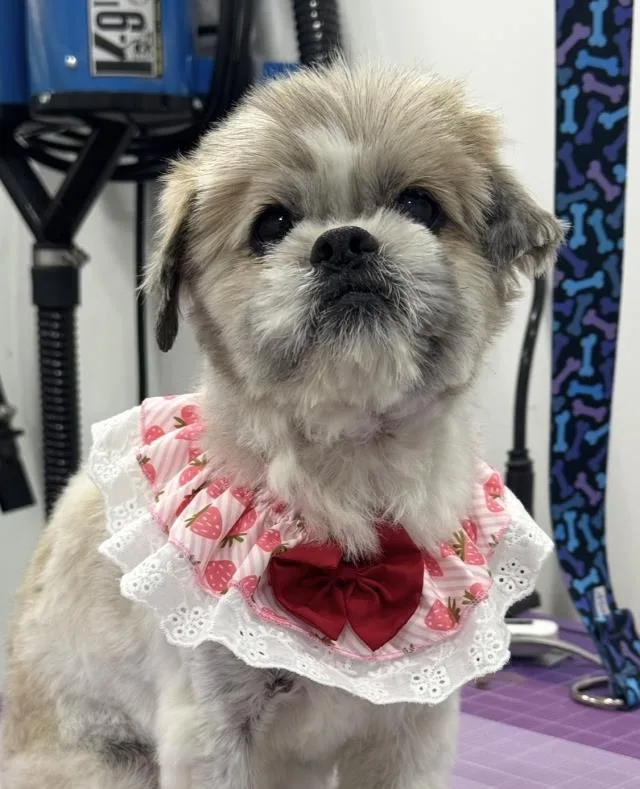 A senior small-sized female Shih Tzu dog named Martha for adoption in Santa Maria, CA