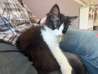 JANET  Sweetness with thumbnail 3