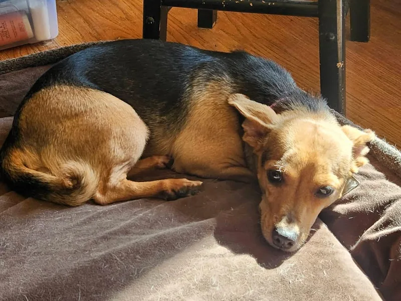 An adult small-sized female Terrier dog named Isabella for adoption in Elk Grove, CA