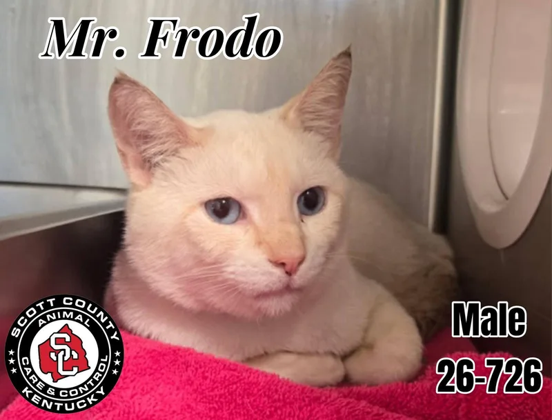 An adult small-sized male Orange & White Domestic Short Hair cat named Mr. Frodo for adoption in Georgetown, KY
