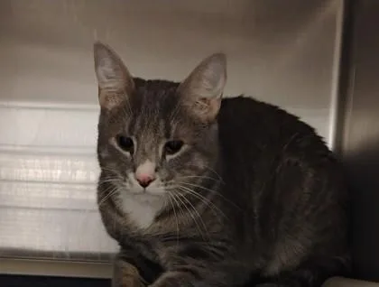An adult medium-sized female Domestic Short Hair cat named Pepper Shaker for adoption in Fallston, MD