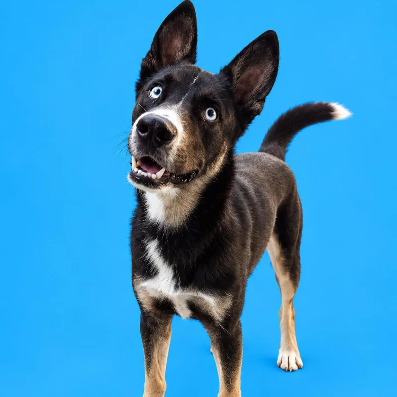 A young medium-sized male Black Husky dog named Beerus for adoption in Scottsdale, AZ