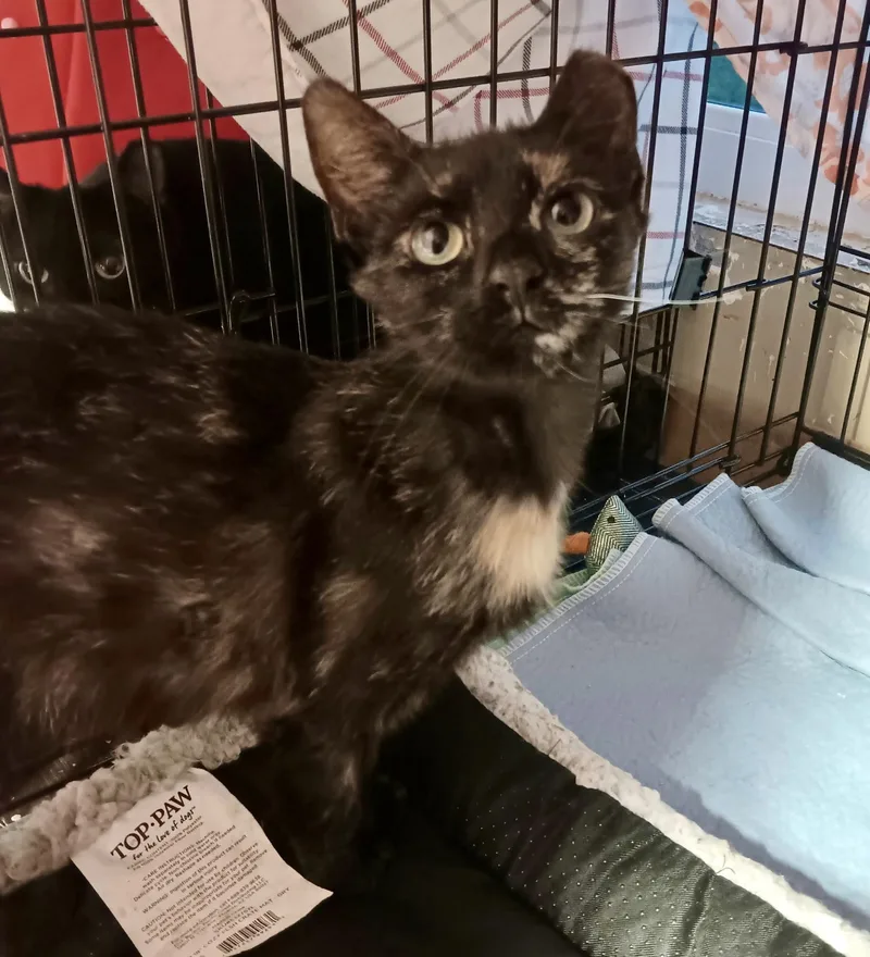 A baby medium-sized female Tortoiseshell Domestic Short Hair cat named Fiona for adoption in Cincinnati, OH