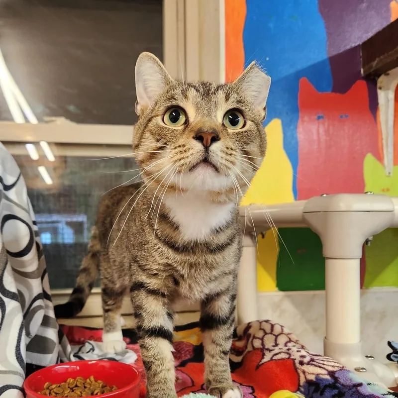 An adult large-sized male Brown / Chocolate Domestic Short Hair cat named Romeo for adoption in Delaware, OH
