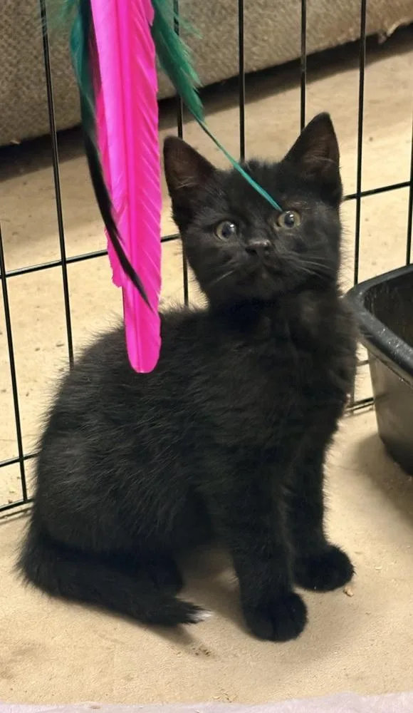 A baby small-sized male Black Domestic Short Hair cat named Onyx for adoption in Palatine, IL