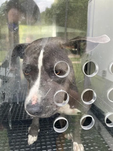 A young medium-sized female Mixed Breed dog named Marie for adoption in Dallas, TX