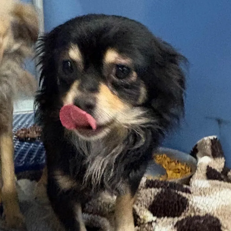 An adult small-sized male Black Chihuahua dog named Jeff for adoption in Norfolk, NE