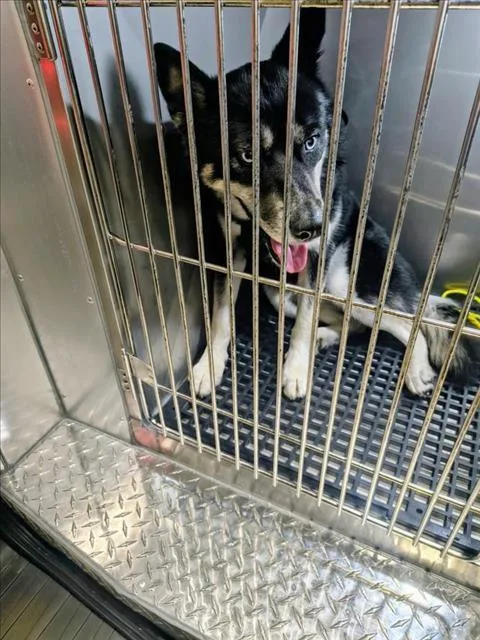 A young large-sized male Mixed Breed dog named Zuko for adoption in Dallas, TX