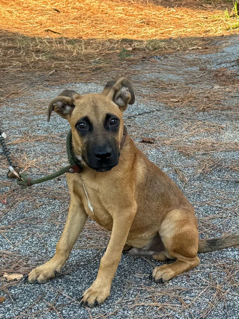 A young medium-sized male Red / Chestnut / Orange Mixed Breed dog named Wesley for adoption in Sumter, SC