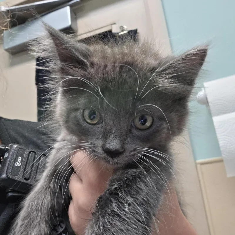 A baby small-sized female Gray / Blue / Silver Domestic Medium Hair cat named Lizzy for adoption in Tacoma, WA