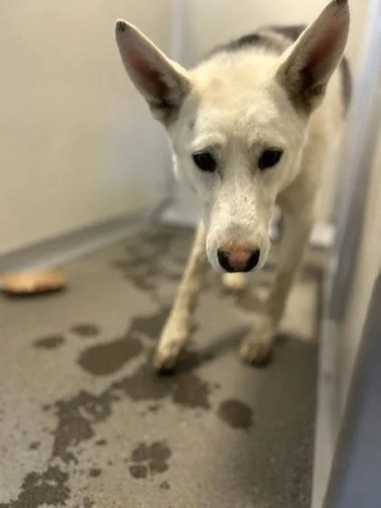 An adult medium-sized female Shepherd dog named Pandora for adoption in Fresno, CA