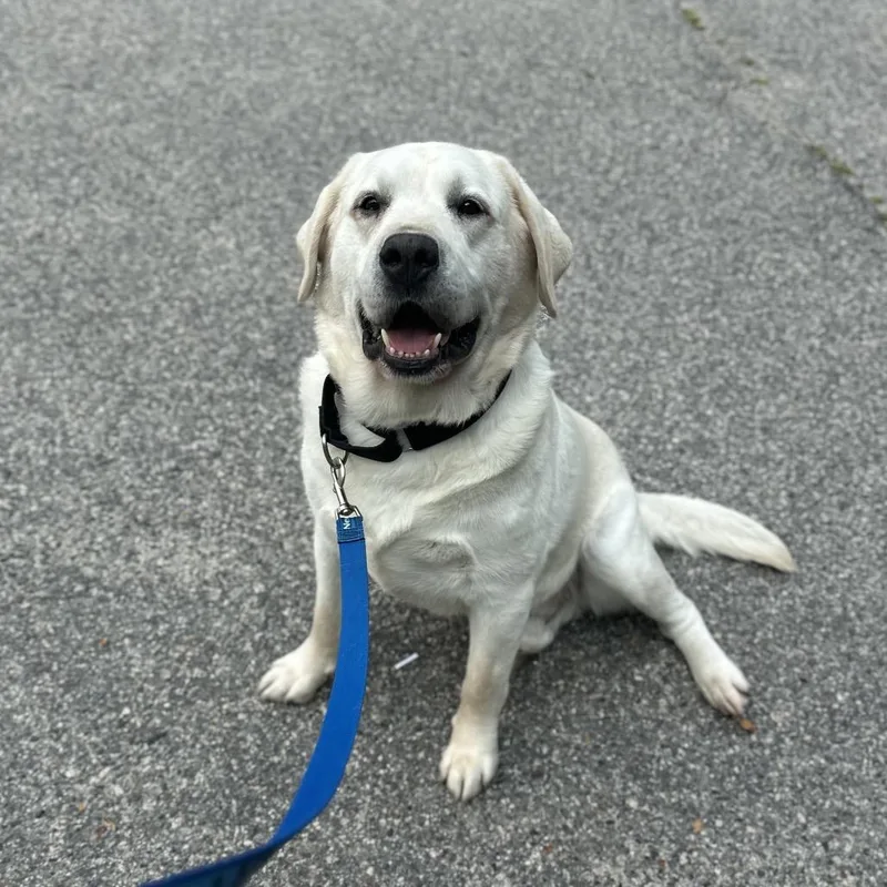 A senior large-sized male White / Cream Labrador Retriever dog named Tucker for adoption in Bedford, NH