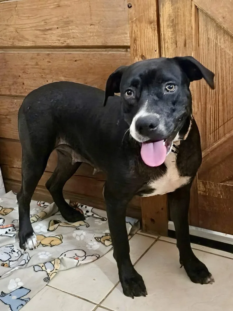 An adult medium-sized female Black American Staffordshire Terrier dog named Caitriona for adoption in Houston, TX