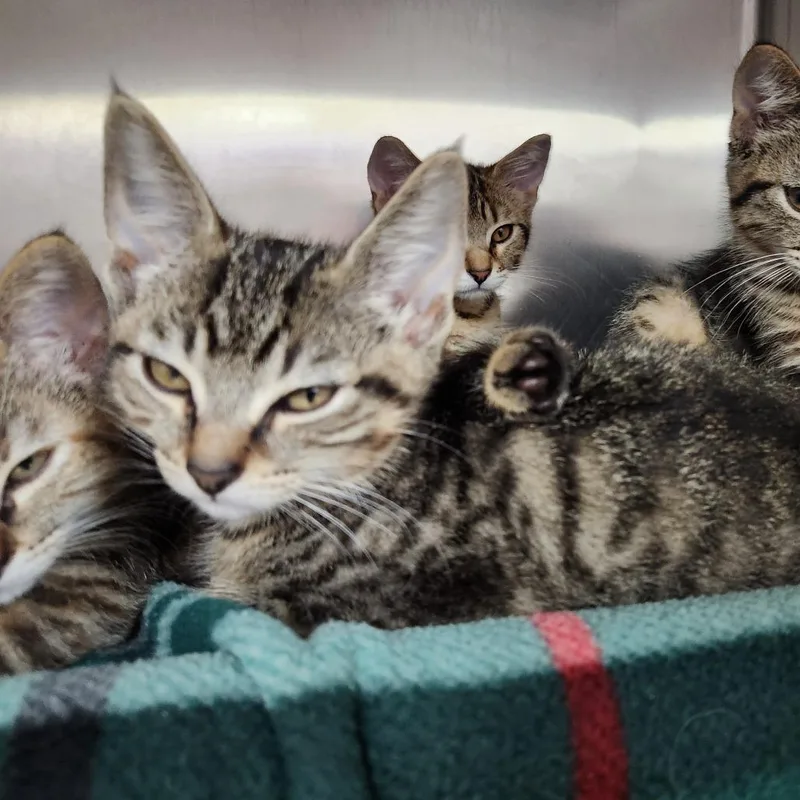 A baby small-sized male Brown / Chocolate Domestic Short Hair cat named Vonte for adoption in Grand Rapids, MI