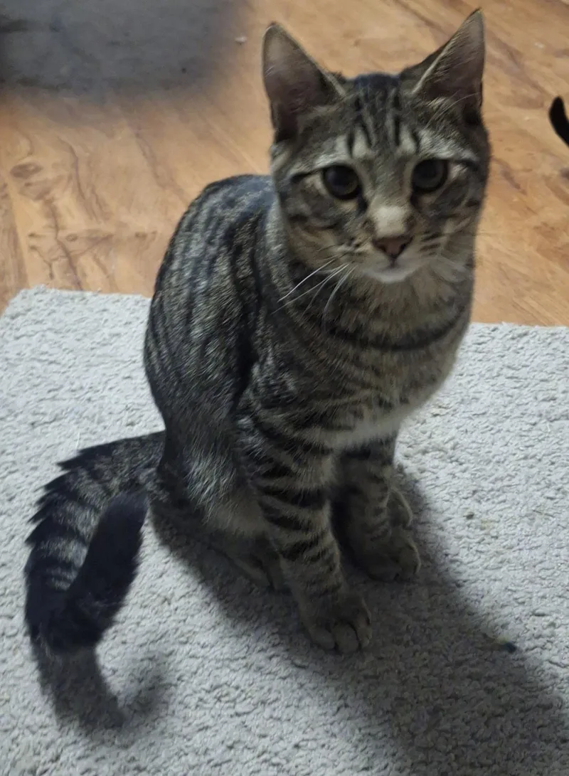 Sir Auto thumbnail 2