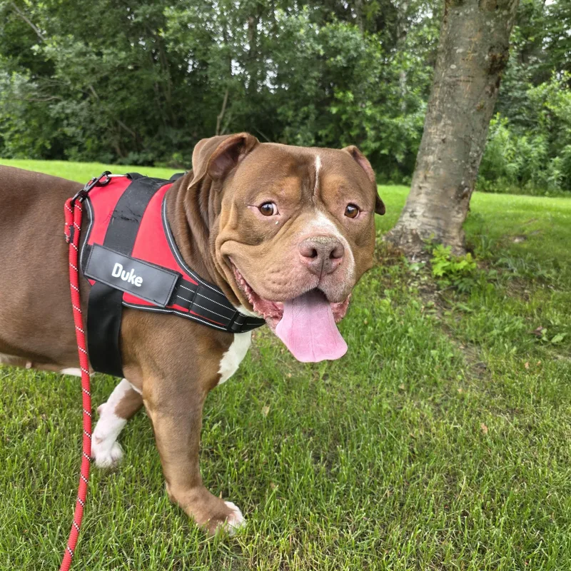 An adult extra large-sized male Pit Bull Terrier dog named Duke for adoption in Anchorage, AK