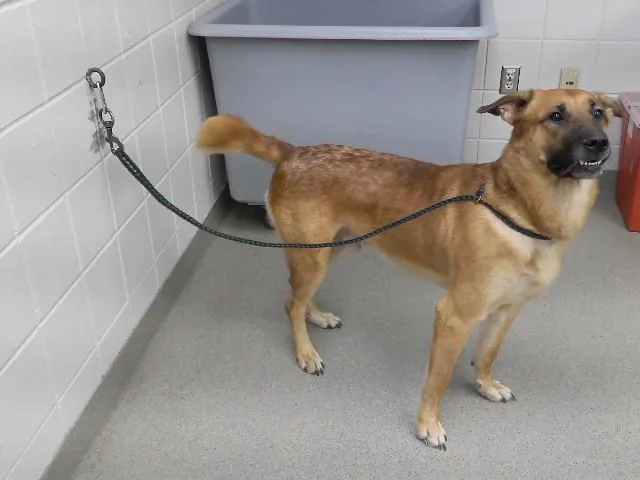 A young large-sized male Black Mouth Cur dog named Boxcar for adoption in Omaha, NE