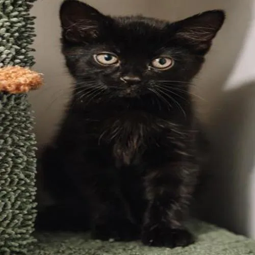 A baby small-sized female Black Domestic Short Hair cat named Genie for adoption in Grantsville, UT