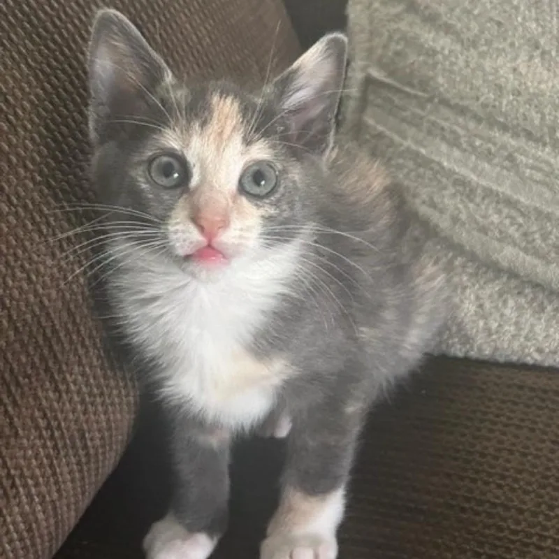 A baby small-sized female Tortoiseshell Domestic Short Hair cat named Piper for adoption in Westminster, CA