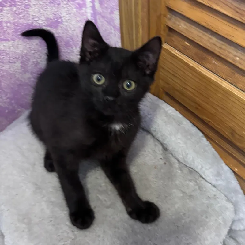 A baby small-sized male Black Domestic Short Hair cat named Sammy for adoption in Grantsville, UT