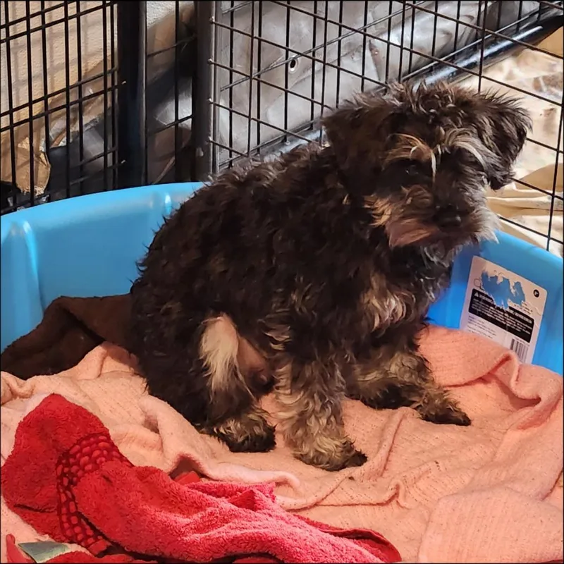 A young small-sized female Schnauzer dog named Dora for adoption in Thompson Falls, MT