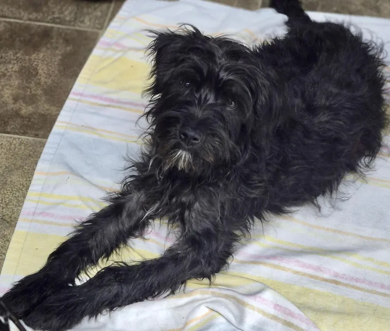 A young medium-sized male Black Poodle dog named Koda for adoption in Los Angeles, CA