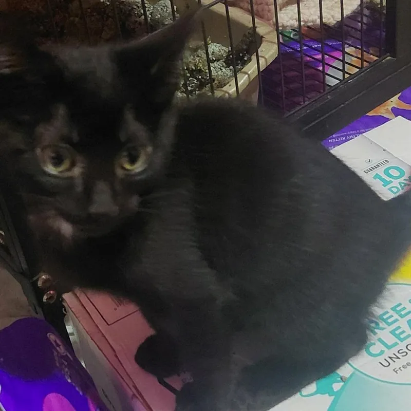A baby small-sized male Black Domestic Short Hair cat named Little Old Me for adoption in Newcastle, OK