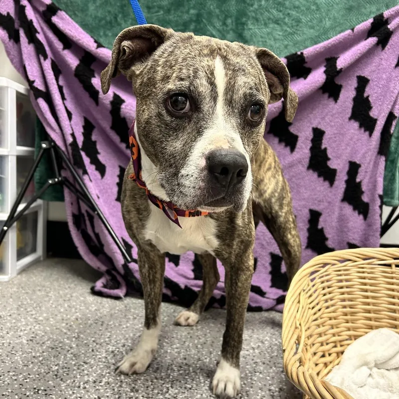 A senior medium-sized male Boxer dog named Stray for adoption in Henderson, NV