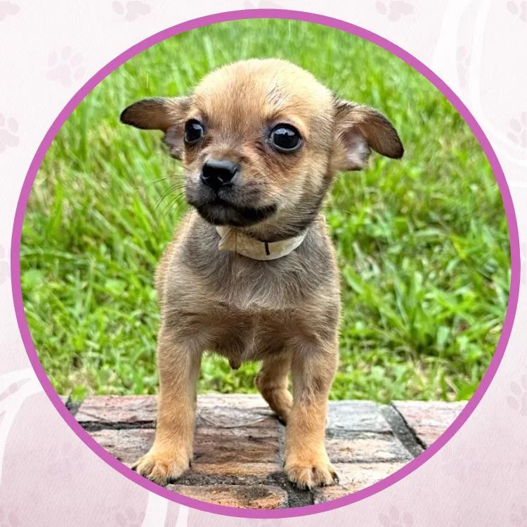 A baby small-sized male Yellow / Tan / Blond / Fawn Mixed Breed dog named Boo Berry for adoption in Toms River, NJ
