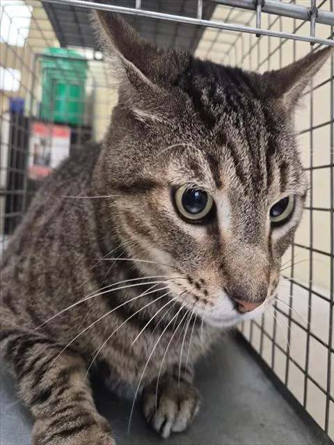 A young small-sized male Domestic Short Hair cat named Kiwi for adoption in Fort Myers, FL