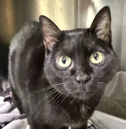An adult large-sized female Domestic Short Hair cat named Salem for adoption in River Ridge, LA