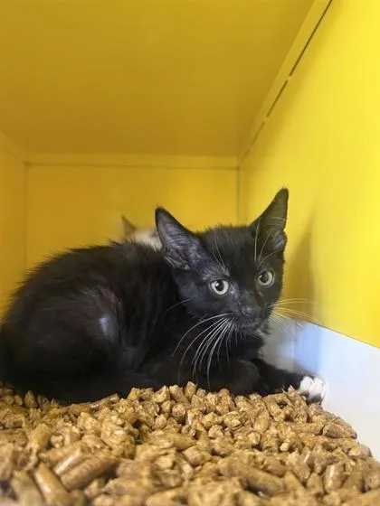 A baby small-sized male Black Domestic Short Hair cat named Bootleg for adoption in El Paso, TX