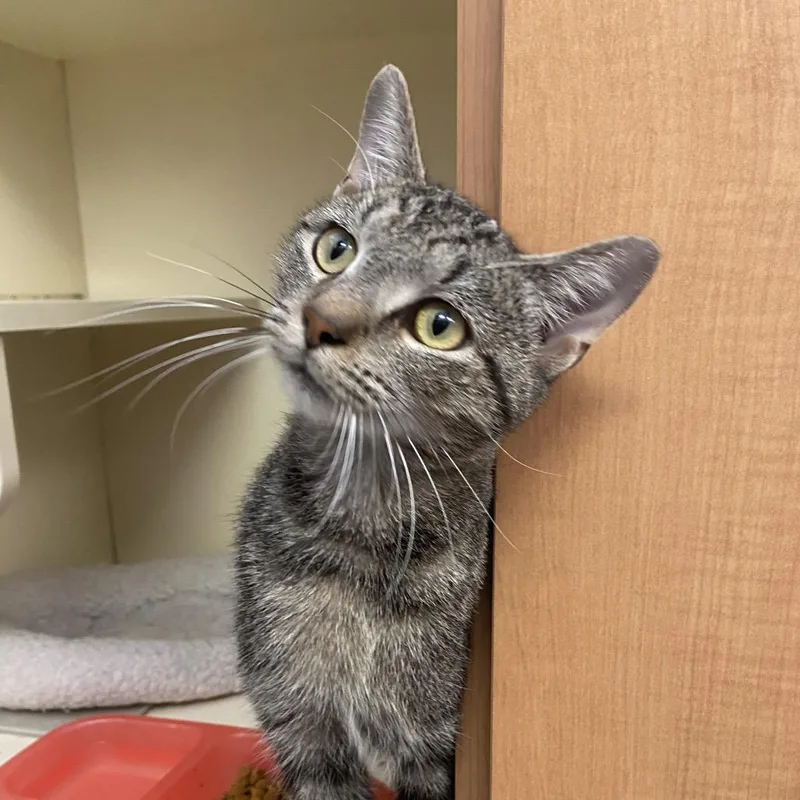 A young medium-sized male Black Domestic Short Hair cat named Walker for adoption in Dayton, OH