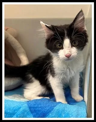 A baby small-sized male Domestic Medium Hair cat named Lucky Cat for adoption in Peoria, IL