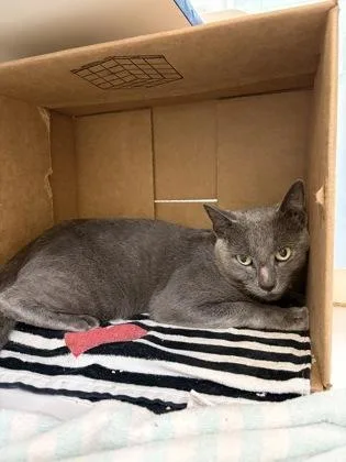 An adult medium-sized male Domestic Short Hair cat named Oscar the Grouch for adoption in Vero Beach, FL