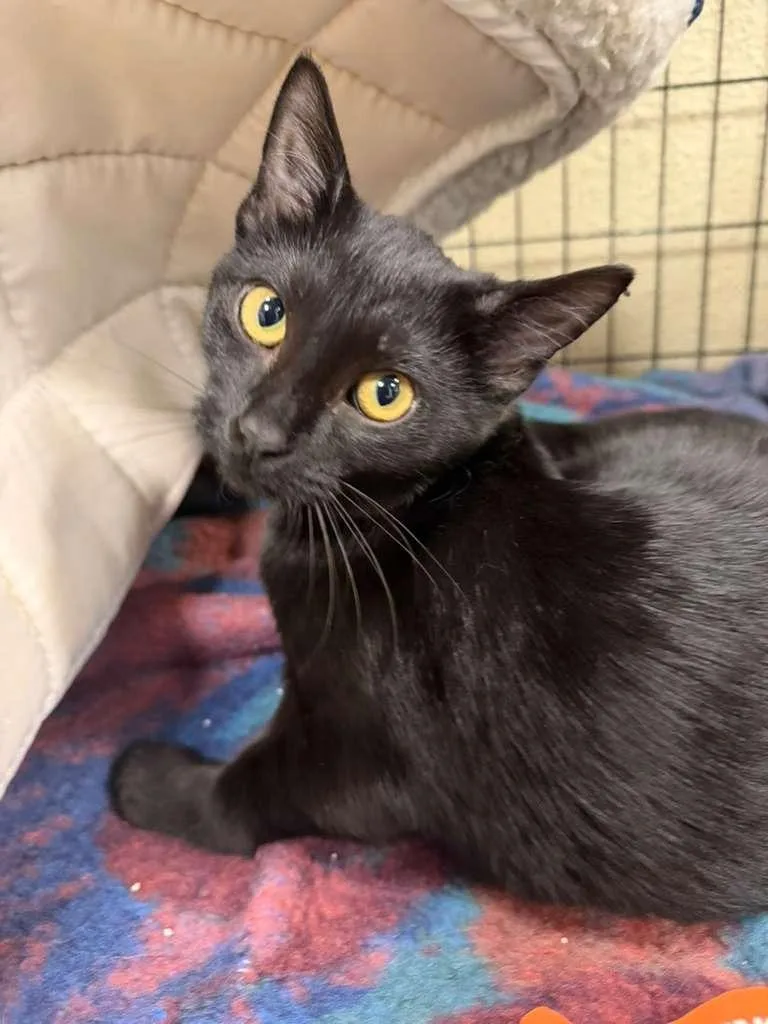 A baby medium-sized female Domestic Short Hair cat named Ellie Mae for adoption in Midland, TX