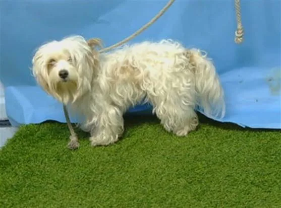 An adult small-sized female Terrier dog named Sky for adoption in Gardena, CA
