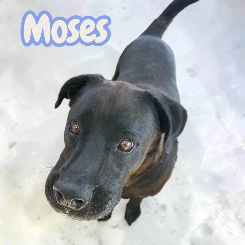 Aaron & Moses thumbnail 3