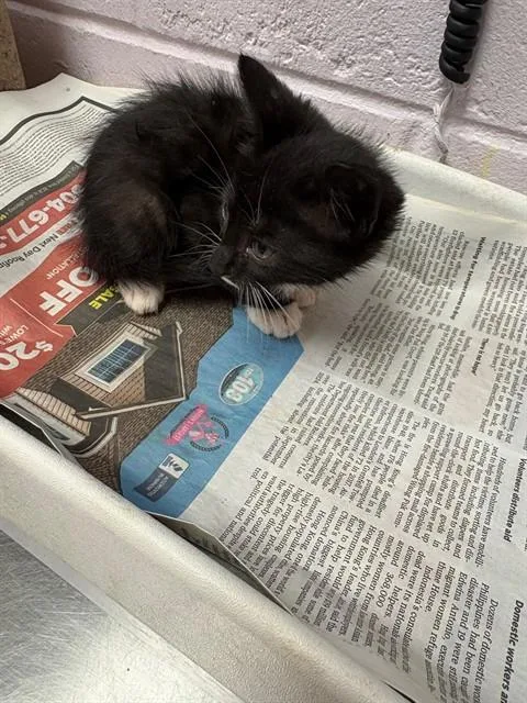 A baby small-sized male Domestic Short Hair cat named Ferbert for adoption in Jacksonville, FL